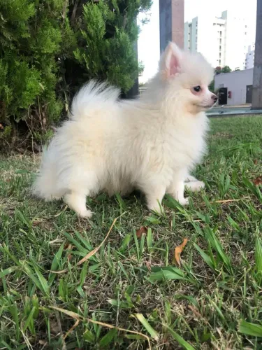 Filhote Spitz alemão, Lulu da Pomerânia