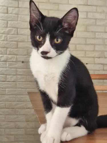 Gatinhas para doação