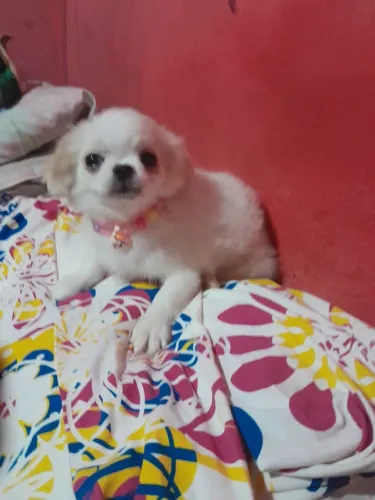 Vendo Pequinês Macho apenas 3vacinas