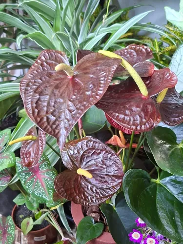 Planta antúrio preto