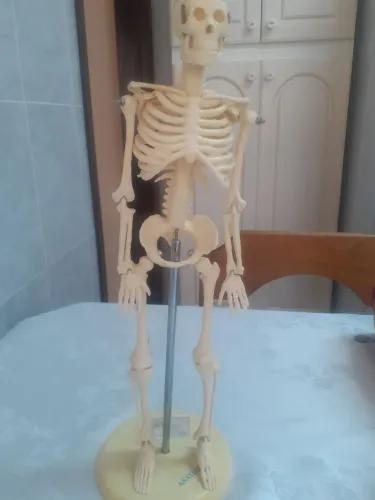 MINI ESQUELETO HUMANO ARTICULADO