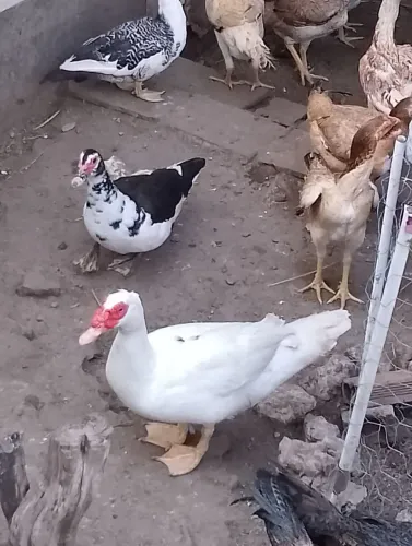 Vendo um pato e duas patas 180$