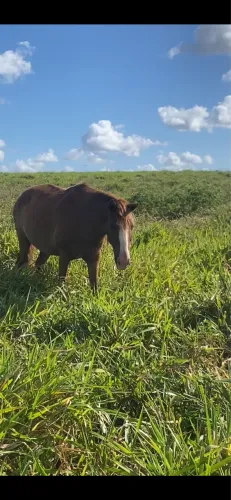 Vendo cavalo alazão muito manso e capado