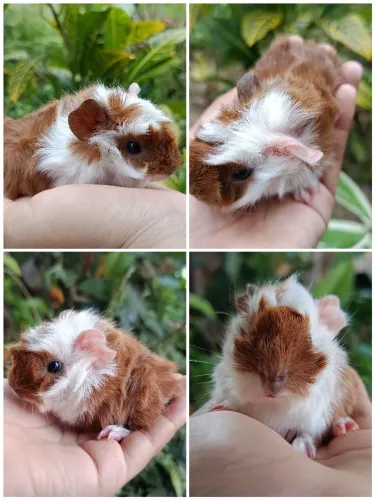 Porquinho Filhote Macho Abissínio