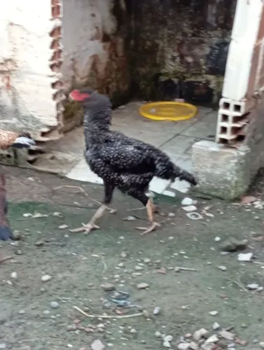 Galinha de raça