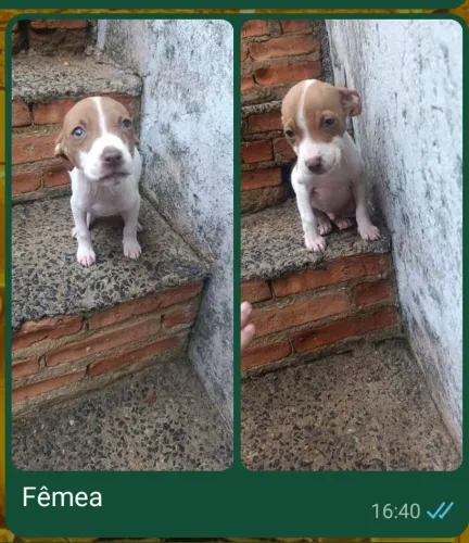 Filhotes de Pitbull a venda