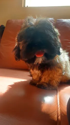 Filhote Shihtzu