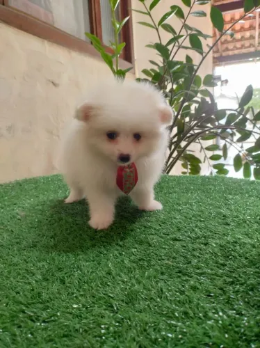 Spitz alemão 