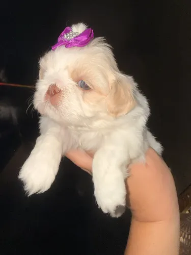 Shihtzu Fêmea Branquinha, olhos claros! Linhagem Areia 