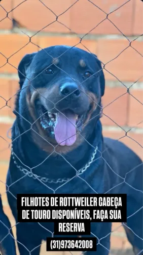 Rottweiler 