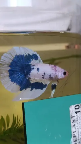 Peixe ornamental Betta