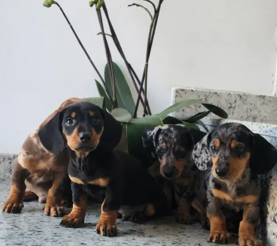 Lindos Filhotes de Basset/Salsicha Com Pedigree!! 