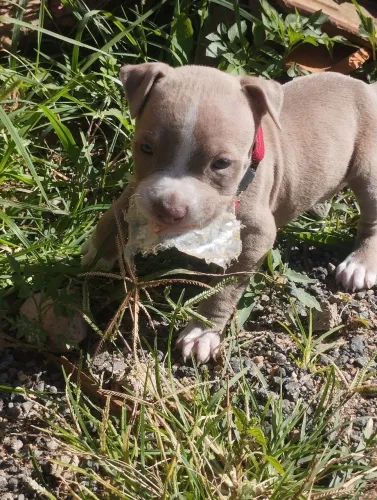 Vem nela Pit Monsters fêmea 45 dias e legítima pais são puros 