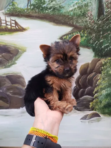 Disponível Yorkshire mini machinho