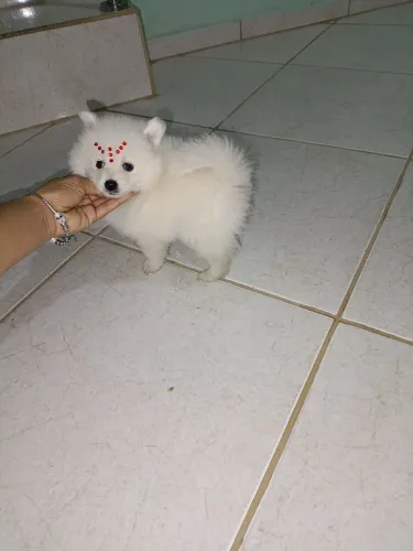 Lulu da Pomerânia Branco Neve !