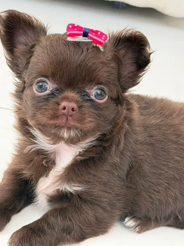 Chihuahua. Uma princesa de pelagem longa chocolate. Sonho de muitos!!!