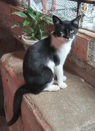 Gato castrado pra doação