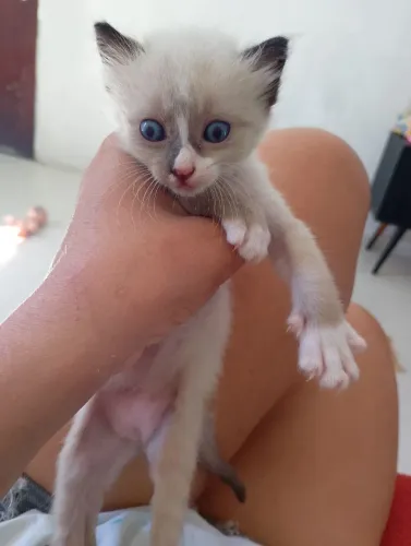 Gatinho macho