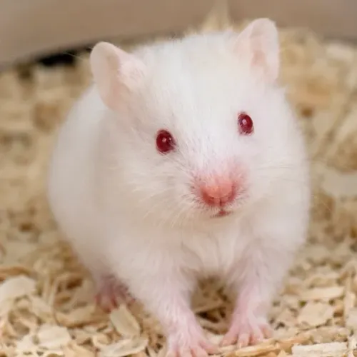Hamster sírio filhote 