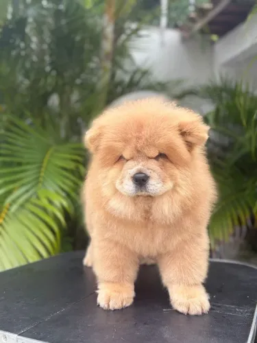 Chow-chow americano fêmea