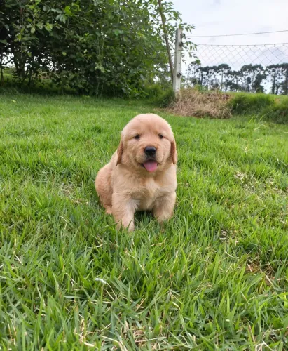 Golden Retriever Filhotes