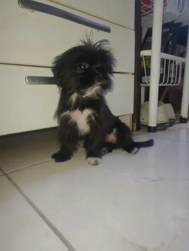 Filhote macho 4 meses já com a segunda dose da vacina