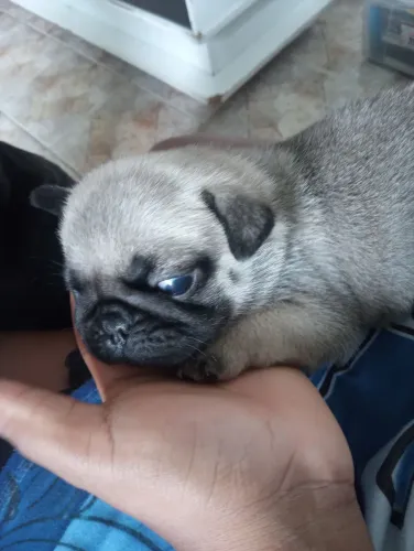 Pug
