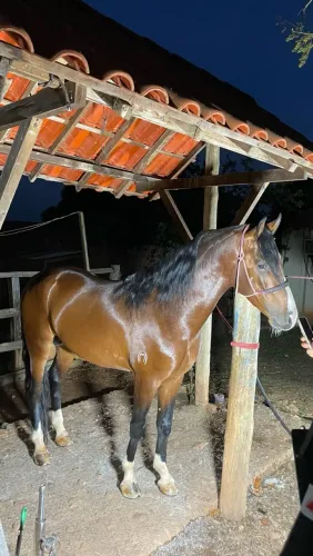 Cavalo garanhão manga larga