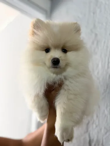 Spitz alemão 