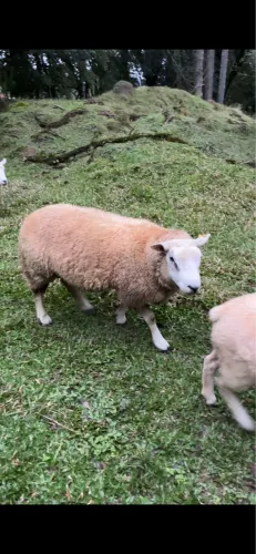 Reprodutor Carneiro texel