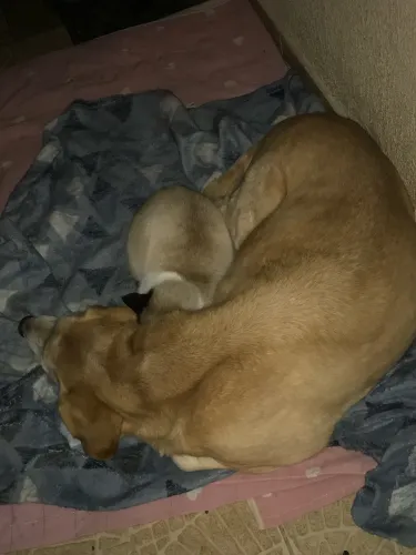 Labrador macho castrado