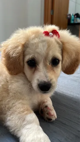 Vendo cachorra