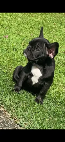Bulldog Francês 