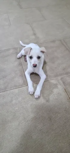 Doação de uma linda bebê de cão