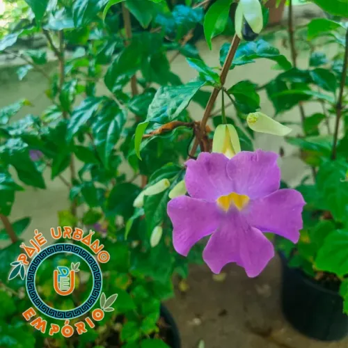 Tumbergia Arbustiva/ Trombeta Roxa - Planta Ornamental e Florida para Jardim