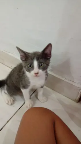 Gato fêmea para adoção