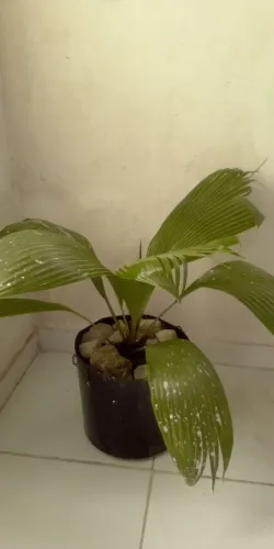 Palmeira Leque (Faço entrega)