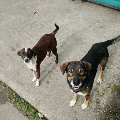 2 lindos Cães machos abandonados ao relento 