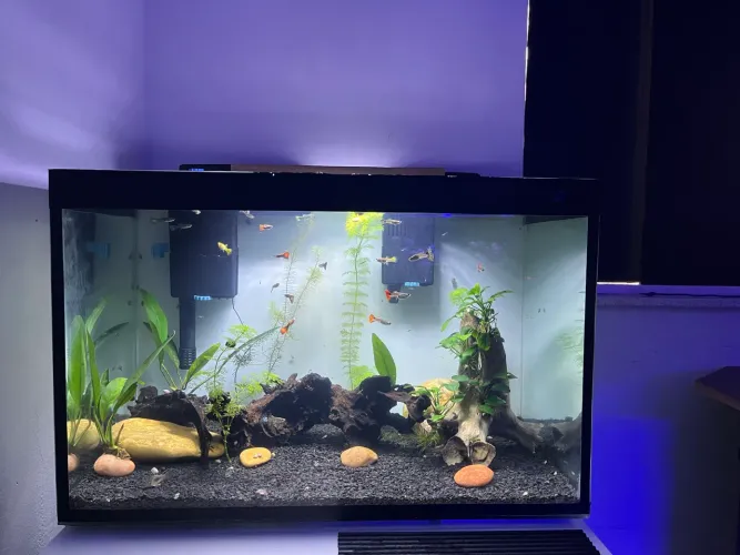 Aquario