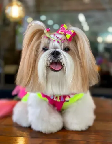 Filhotes de shi Tzu pedigree parcelo até 18x q