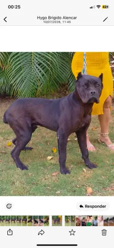Vendo excelente Cane Corso de 11 meses.