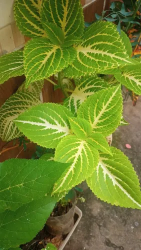 Plantas mudas