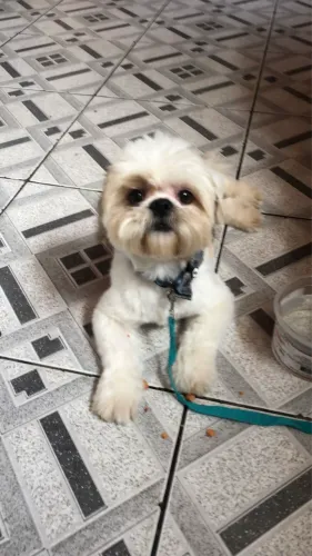 Cachorro