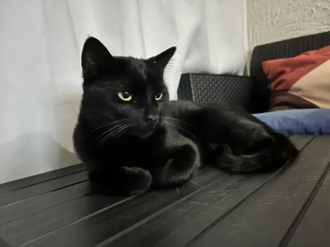 Gatinho dócil