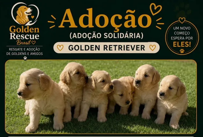 Filhotes para ADOÇÃO