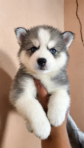 Husky Siberiano fofininhos