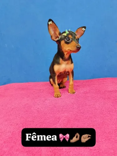 Pinscher com contrato e vacinado