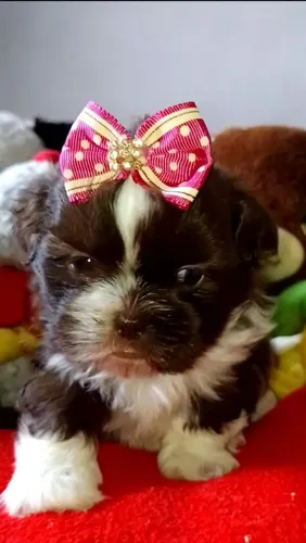 Shiht chocolate menina pedigree