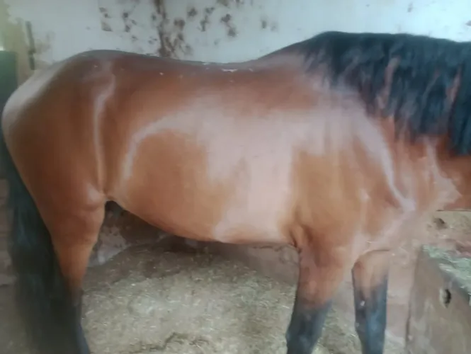 Cavalo Mangalarga Machador