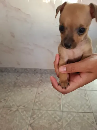 Vende  um filhote pincher